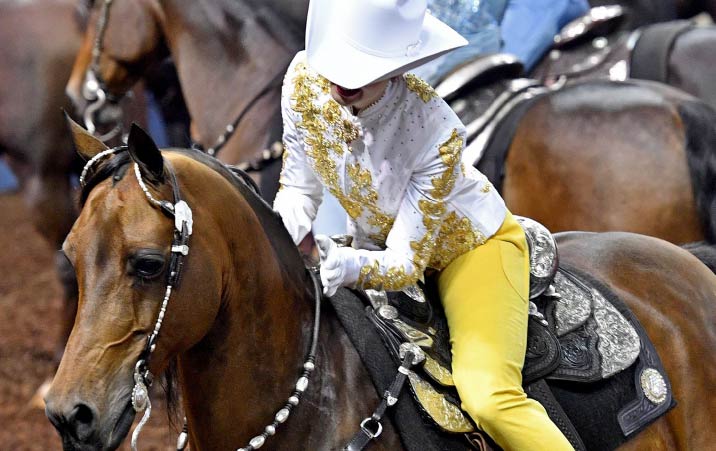 Morgan Horse Association offers 500 scholarship to students