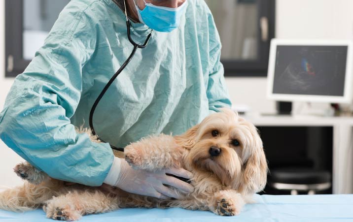 OPSC Asst. Veterinary Surgeon Recruitment 2021 Registration begins today