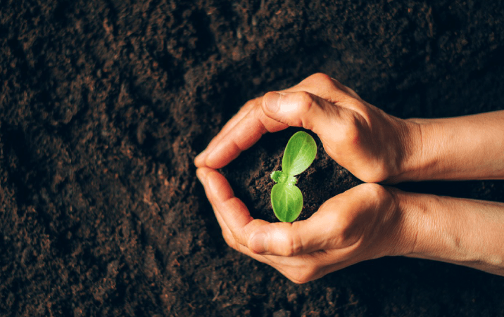 DU to make tree plantation part of curriculum from upcoming academic session