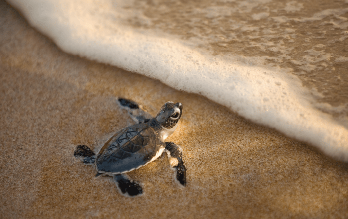 J. Berman Memorial Grant for Sea Turtle Conservation