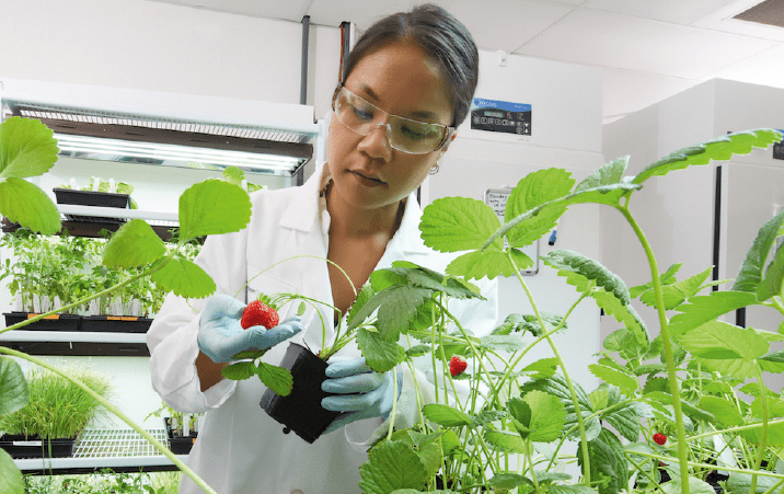 ICAR IARI Division of Vegetable Science DVS Junior Research Fellowship 2021