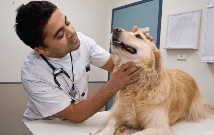 First government run veterinary college in Delhi soon Sisodia