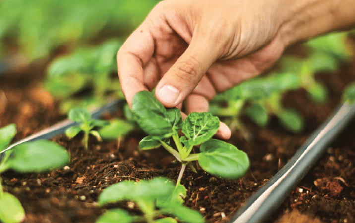 Natural farming in UG PG courses in agricultural universities from next academic session says ICAR official